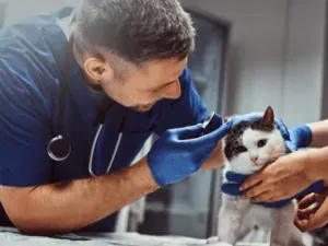 Veterinário verificando a orelha de um gato de perto